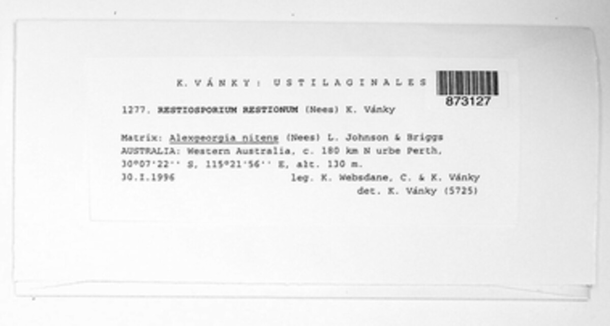 Restiosporium image